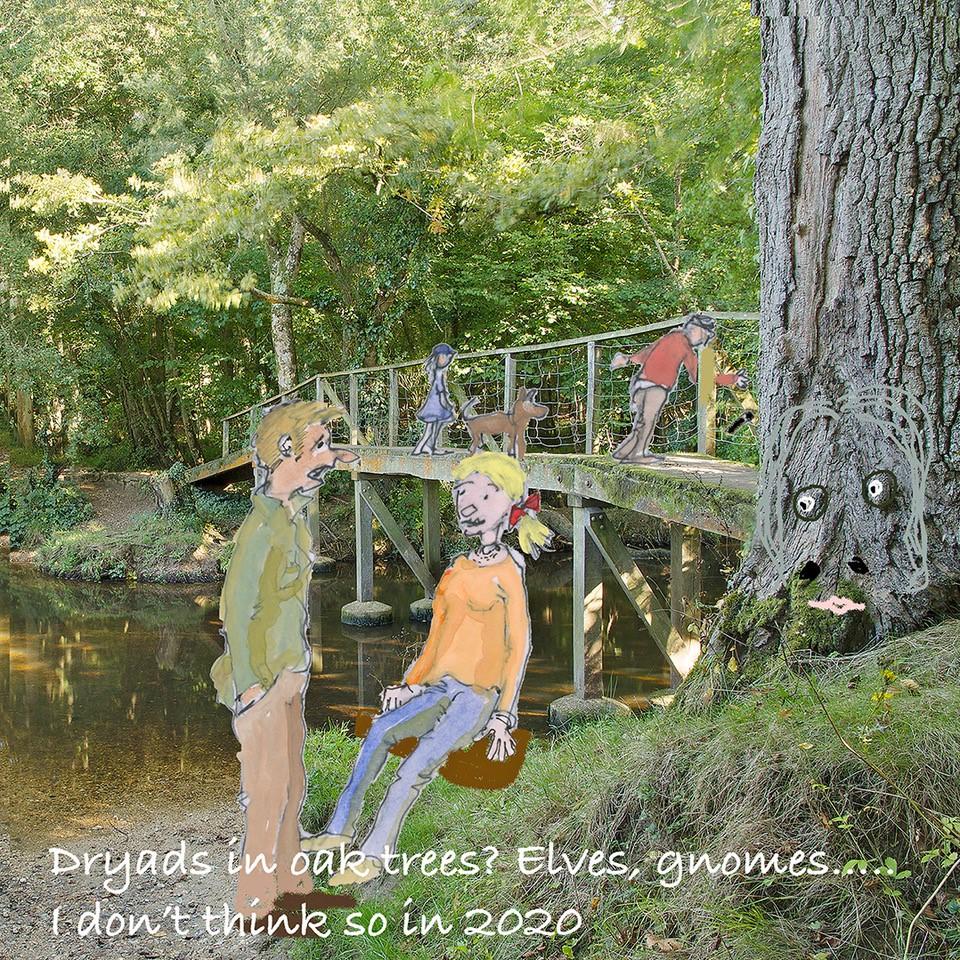 Bridge over stream in forest