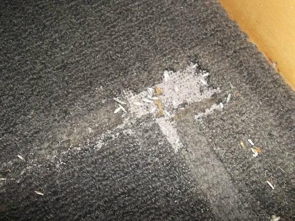 Carpet moth larvae eating a carpet