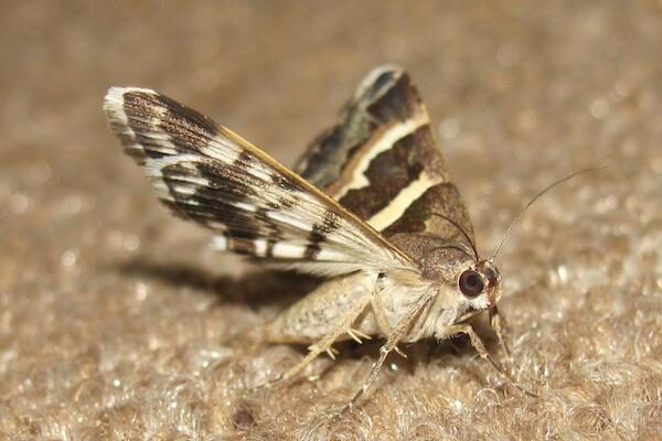 A moth free carpet for your New Forest property
