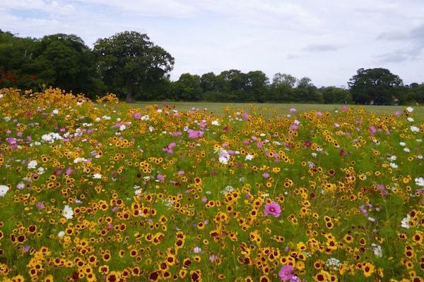 Woodside Lymington wild flowers 2017