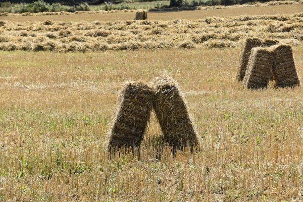 natural health hub homeopathy hayfever- hay 