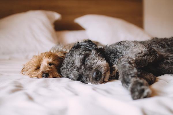 Dogs sleeping on a bed in a dog friendly hotel in the New Forest