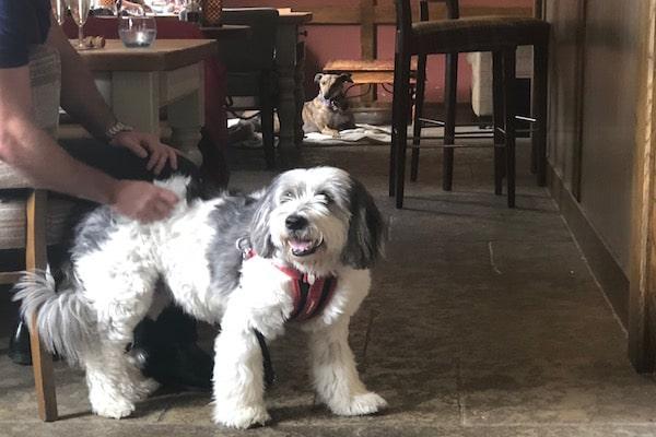 The Bell Inn New Forest Dog Friendly Restaurant 2018