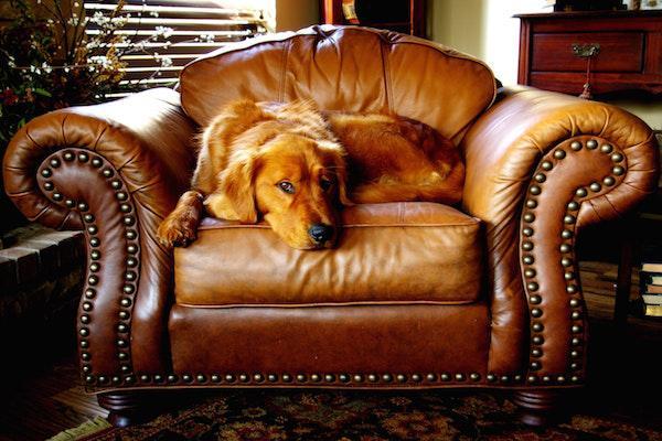 dog sitting in leather armchair 