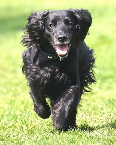 cocker spaniel 