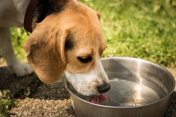 Dog drinking water from metal bowl