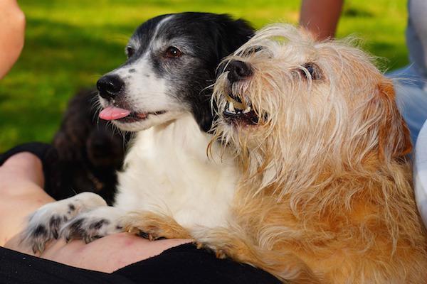 Two dogs waiting expectantly