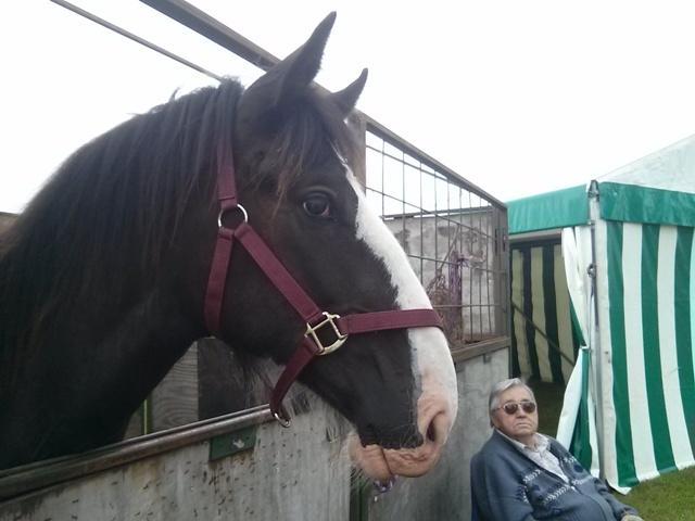 ringwood brewery trainee hercules bonfire born30may15