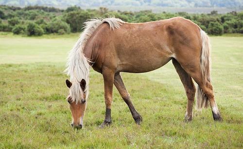 new forest pony eating grass