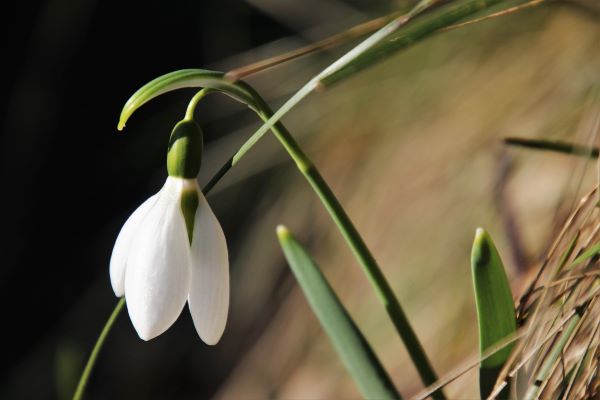 snowdrop