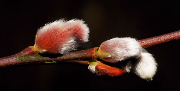 willow catkin