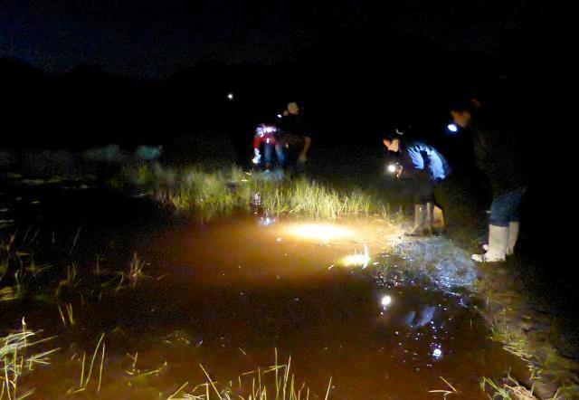 Transition Lymington Woodside Wildlife survey