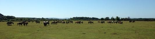 The New Forest in summer at East Boldre - like an African plain