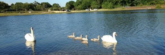 banner swans cygnets hatchet pond