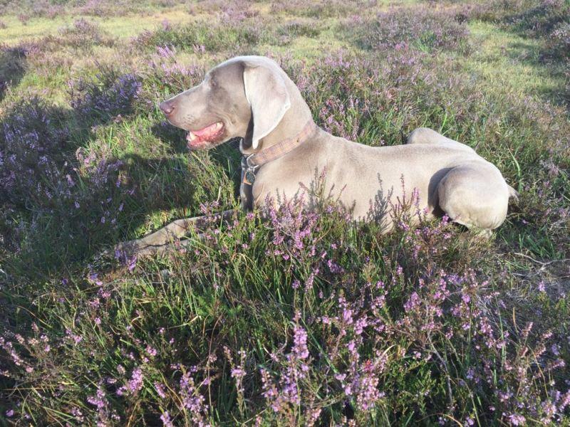 Shyla sporting her New Forest Tartan collar which blends with the heather