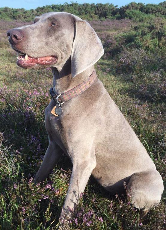 new forest tartan collar modelled by shyla
