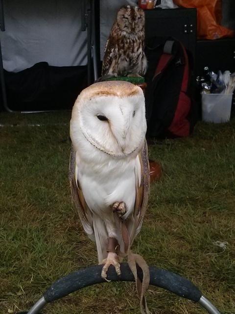 elmers queen 90 celebration - barn owl Lunar