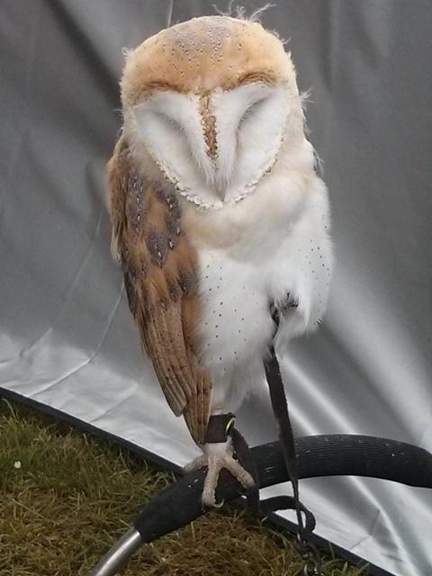 elmers queen 90 celebration 12jun16 barn owl Willow