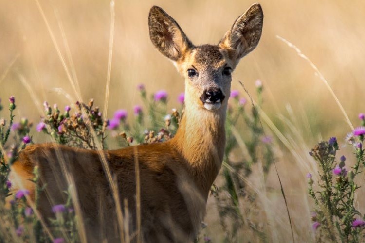 'Why your SME business needs a solicitor' by Scott Bailey LLP Lymington and Lyndhurst New Forest 