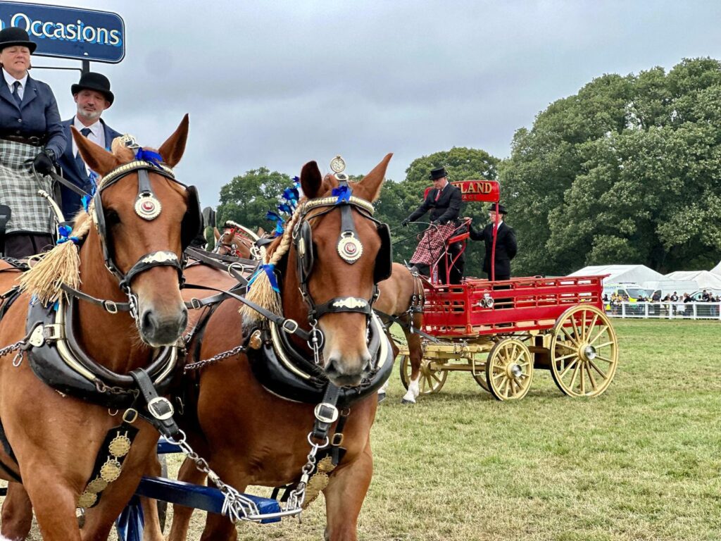 Heavy horses at New Forest Show