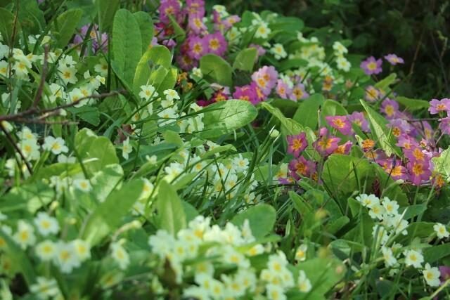 New woodland walk and nature trail in Shorefield Country Park Milford on Sea  - spring flowers