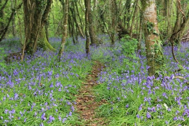 Bluebells Pondhead May 2017