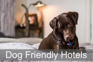 Dog Friendly Hotels