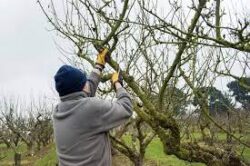 Countryside Workshop: Pruning Fruit Trees