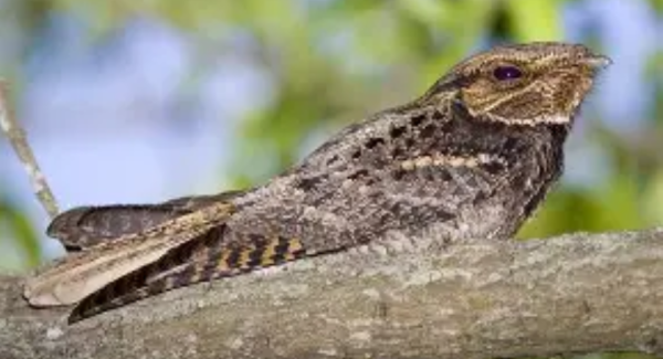 Countryside Workshop: Nightjar Birdwatching
