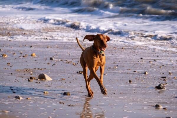 Last Minute Holidays with New Forest Escapes!